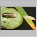 Stylops-Puparium m-links und Stylops-Imago w-rechts - extrahiert.jpg